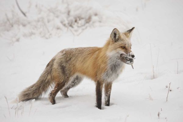 Colorado, Pike NF Red fox carrying meadow vole